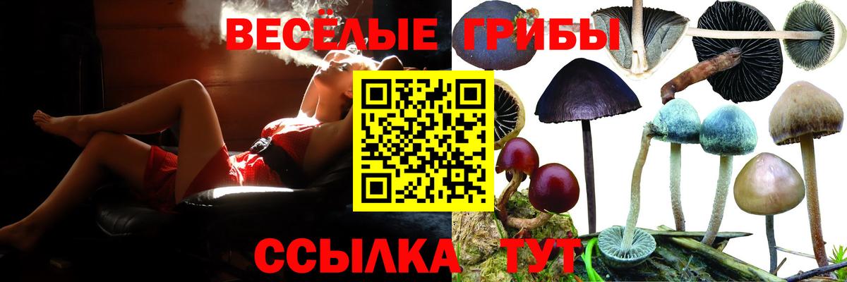 Псилоцибиновые грибы Psilocybe Нижнекамск